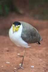 Portrait of a masked lapwing. Bird in close-up. Vanellus miles.
