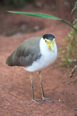 Portrait of a masked lapwing. Bird in close-up. Vanellus miles. Plover.
