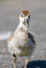 Portrait of a young Egyptian goose chick. Close-up bird in natural environment. Alopochen aegyptiaca.
