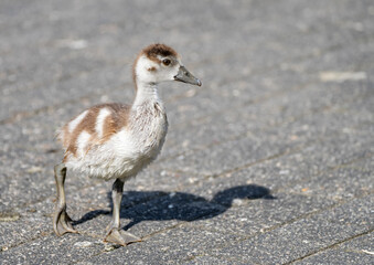 Portrait of a young Egyptian goose chick. Close-up bird in natural environment. Alopochen aegyptiaca.
