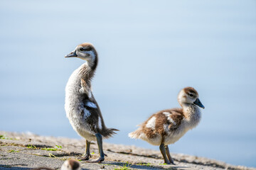 Portrait of a young Egyptian goose chick. Close-up bird in natural environment. Alopochen aegyptiaca.
