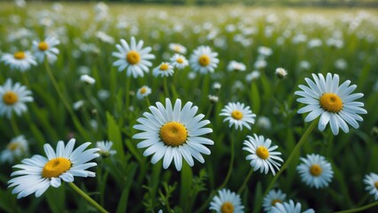 Vibrant White Daisies Blooming in a Lush Green Field Under Natural Light