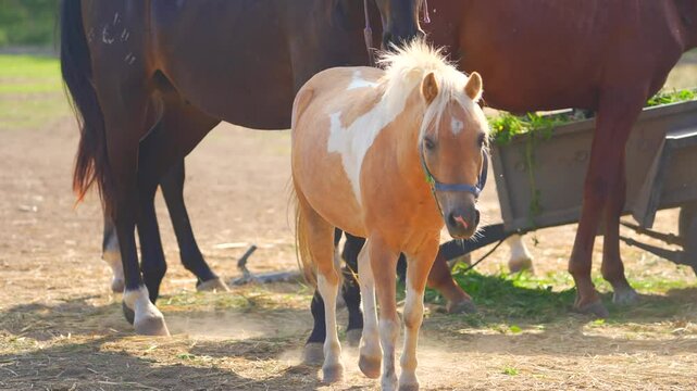A brown pony with a light mane stands in a meadow, lowering its head. People walk by in the background. The pony's gentle nature is highlighted in this footage, evoking a sense of peace.