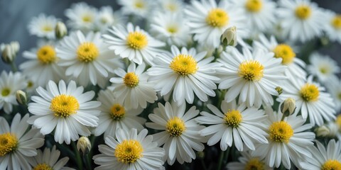 Fototapeta premium White Daisies with Yellow Centers in Bloom Against Soft Background for Text Placement