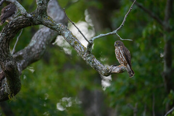 アオバズク、Brown Hawk-Owl