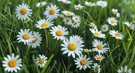 Fototapeta premium Vibrant White Daisy Flowers Blooming Amidst Lush Green Grass in a Sunny Meadow Landscape