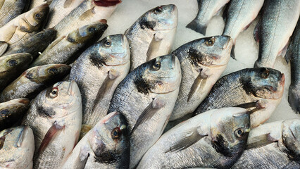 Gilt-head bream, also known as the gilthead, gilt-head seabream or silver seabream, is a species of marine ray-finned fish belonging to the family Sparidae, the seabreams or porgies.