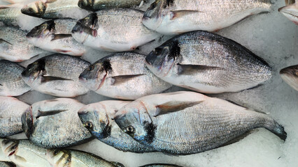 Gilt-head bream, also known as the gilthead, gilt-head seabream or silver seabream, is a species of marine ray-finned fish belonging to the family Sparidae, the seabreams or porgies.