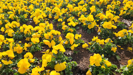 Yellow garden pansies (Viola × wittrockiana) in a city park in Mediterranean region in February