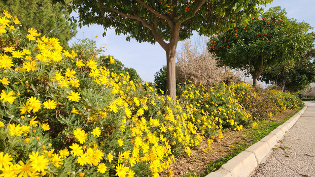 Grey-leaved euryops blooming in a city park in early spring