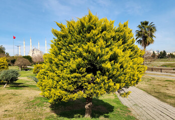 Monterey cypress (Hesperocyparis macrocarpa) in a city park in Mediterranean region in February