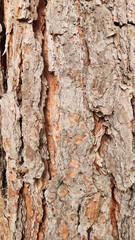 Bark texture of the Canary Island pine (Pinus canariensis)