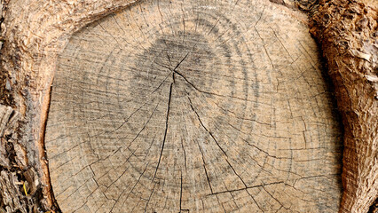 Texture of the stump of a cut jacaranda tree