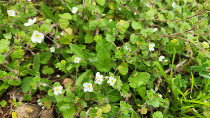 Pale speedwell (Veronica cymbalaria) in a field in early 