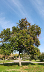 Fototapeta premium A tree of the wax-leaf privet or Japanese privet (Ligustrum japonicum) in a urban park in Mediterranean region in winter