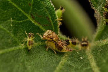 detailed macro image of cyphonia nymphs on leaf