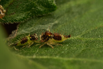 detailed macro image of cyphonia nymphs on leaf