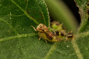 macro shot of newborn cyphonia insects on leaf