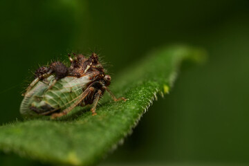 macro shot of newborn cyphonia insects on leaf