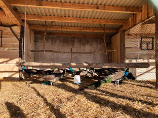 Group of peafowl resting under a wooden perch in a sheltered enclosure