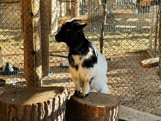 Black and white goat standing on wooden stumps in a sunny outdoor enclosure
