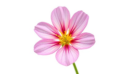 Crepis sibirica: A Symphony of Yellow