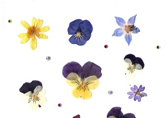 Pressed summer flowers on a white background.