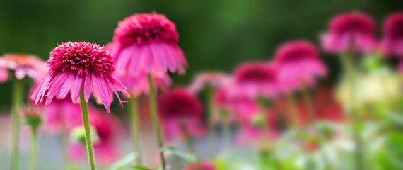 Fototapeta premium jeżówki ( Echinacea purpurea ) w ogrodzie 