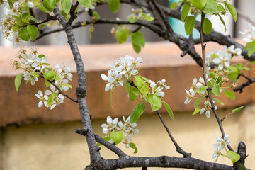 Primavera