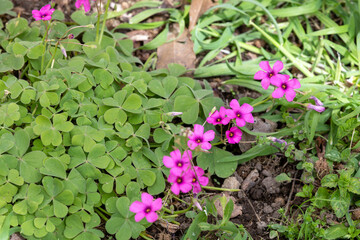 acetosella rizomatosa