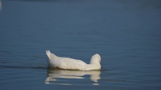 Drake swimming in the pond looking for food. Duck pond with water birds. Flock of ducks and flock of drakes swim and rest in the lake
