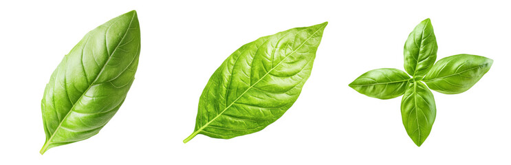 Obraz premium Fresh Green Leaves with Vibrant Textures and Shapes Isolated on transparent background