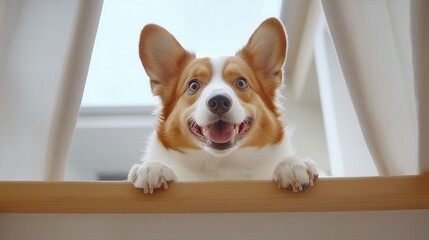 Dog Training Concept, A cheerful corgi dog peeks over a wooden ledge, framed by light curtains, showcasing its playful personality.