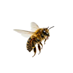 a stunning bee is flying, isolated on transparent background, macro, incredible pollinator, 