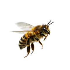 a stunning bee is flying, isolated on transparent background, macro, incredible pollinator, 