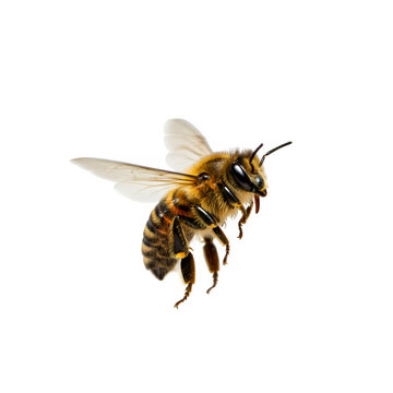 a stunning bee is flying, isolated on transparent background, macro, incredible pollinator, 
