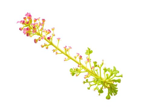 Mesmerizing Wildflowers: Lactuca gracilis and Ixeris tamagawaensis