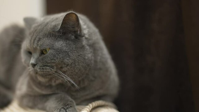 sweet british shorthair cat plays