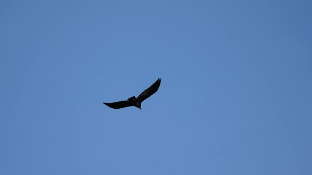 beautiful sky with birds flying in the sky