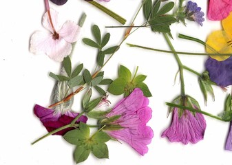 A display of fresh summer flowers on a white background.