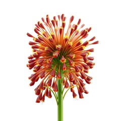 Unfurling Elegance: The Intricate Beauty of Silphium Laciniatum