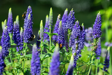 przetacznik kłosowy, Spike Speedwell Flower, Veronica spicata	