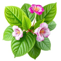 Unveil the Beauty of Dalechampia Scandens Var Fimbriata: A Floral Tapestry of Colors