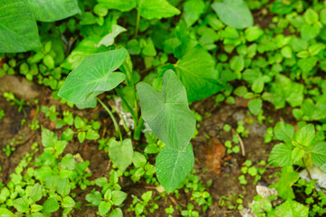 Taro plant surrounded by lush vegetation growing up in the forest