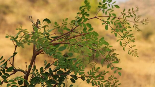 Moringa Oleifera or Drumstick Tree Fruit, Also Known as Horseradish Tree. The gentle swaying of the Moringa tree (Moringa oleifera) also known asTree of Life. Horseradish or Kalamunggay, Drumstick