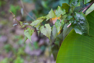 Mikania micrantha is a tropical plant in the family Asteraceae; known as bitter vine, climbing hemp vine, or American rope