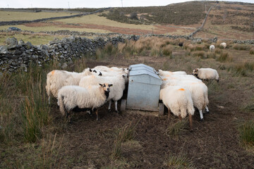 Fototapeta premium Sheep behind a stone wall eating from a metal feeder in a grass field with reeds.