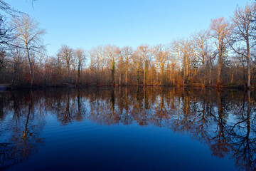 Evées pond in Fontainebleau forest