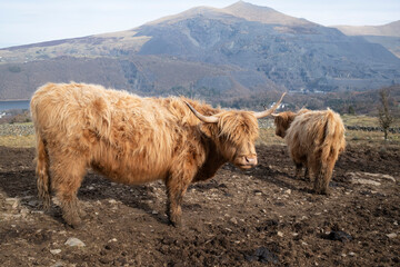 Highland cows with long horns and shaggy coats standing on a muddy track with mountains in the...
