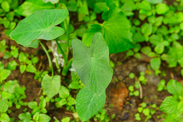 Taro leaves top view